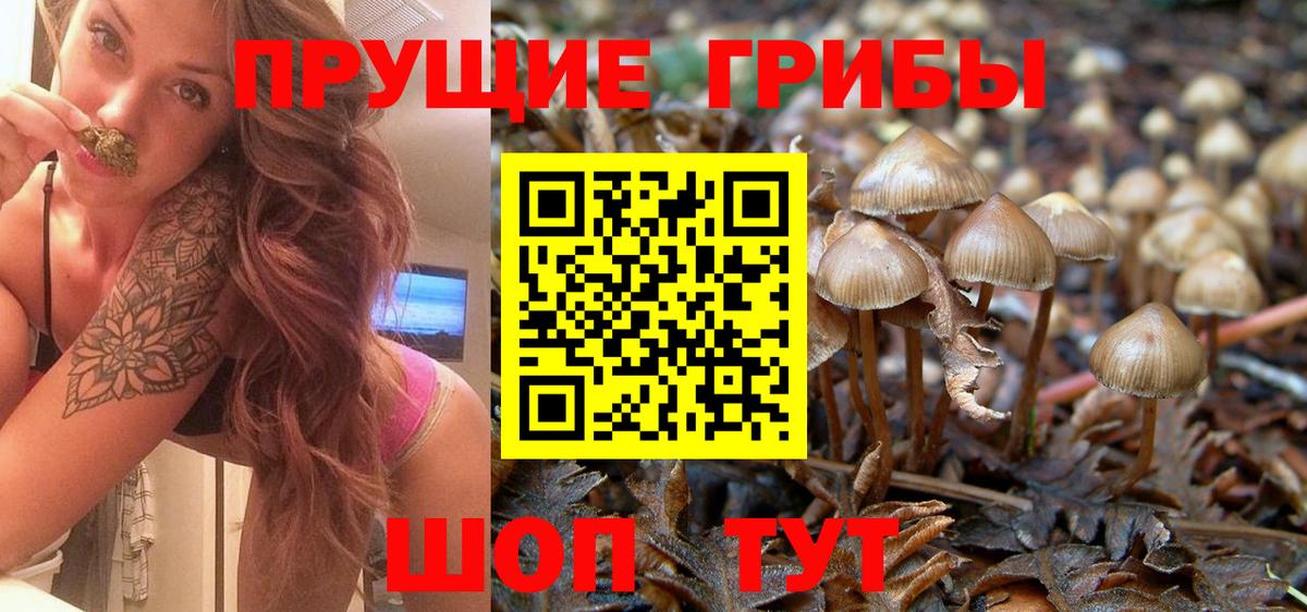 Псилоцибиновые грибы Psilocybe Серпухов